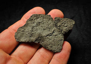 Detailed pyrite crinoid fossil (65 mm)