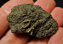 Load image into Gallery viewer, Detailed pyrite crinoid head fossil (38 mm)
