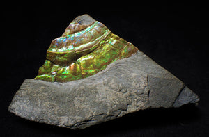 Green/blue iridescent Caloceras display ammonite