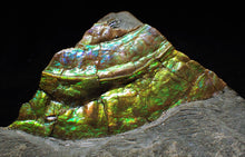 Load image into Gallery viewer, Green/blue iridescent Caloceras display ammonite
