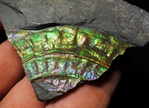 Green/blue iridescent Caloceras display ammonite