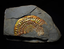Load image into Gallery viewer, Large rainbow iridescent Caloceras display ammonite
