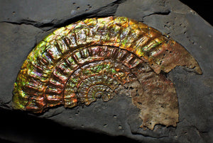 Large rainbow iridescent Caloceras display ammonite