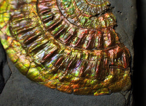 Large rainbow iridescent Caloceras display ammonite