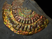 Load image into Gallery viewer, Large rainbow iridescent Caloceras display ammonite

