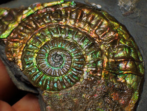 Rainbow iridescent Caloceras display ammonite