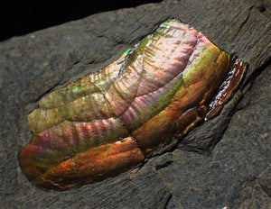 Rainbow iridescent Psiloceras ammonite display piece