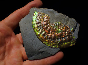 Rainbow green iridescent Caloceras display ammonite