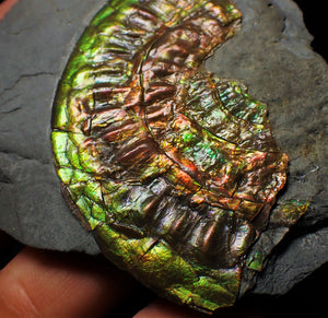 Rainbow green iridescent Caloceras display ammonite