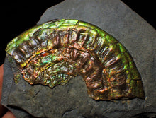 Load image into Gallery viewer, Rainbow green iridescent Caloceras display ammonite
