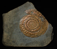 Load image into Gallery viewer, Large Copper iridescent Caloceras display ammonite
