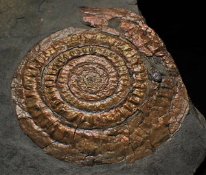 Large Copper iridescent Caloceras display ammonite
