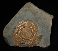 Load image into Gallery viewer, Large Copper iridescent Caloceras display ammonite
