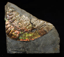 Load image into Gallery viewer, Fiery iridescent Caloceras display ammonite
