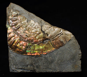 Fiery iridescent Caloceras display ammonite