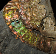 Load image into Gallery viewer, Fiery iridescent Caloceras display ammonite
