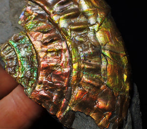 Fiery iridescent Caloceras display ammonite