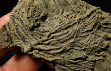 Load image into Gallery viewer, Detailed chunky pyrite crinoid head fossil (100 mm)
