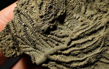 Load image into Gallery viewer, Detailed chunky pyrite crinoid head fossil (100 mm)
