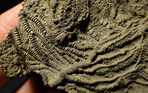 Detailed chunky pyrite crinoid head fossil (100 mm)