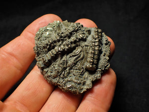 Detailed chunky pyrite crinoid fossil (50 mm)