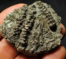 Load image into Gallery viewer, Detailed chunky pyrite crinoid fossil (50 mm)
