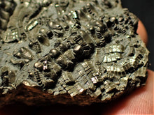 Load image into Gallery viewer, Detailed chunky pyrite crinoid fossil (50 mm)
