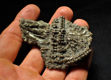 Load image into Gallery viewer, Detailed chunky pyrite crinoid  fossil (71 mm)
