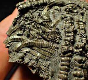 Detailed chunky pyrite crinoid  fossil (71 mm)