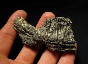 Detailed chunky pyrite crinoid fossil (78 mm)