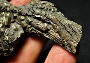 Detailed chunky pyrite crinoid fossil (78 mm)
