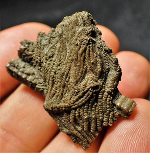 Detailed crinoid head fossil (35 mm)