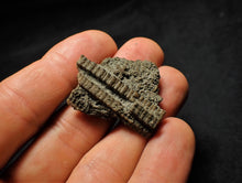 Load image into Gallery viewer, Detailed crinoid head fossil (35 mm)
