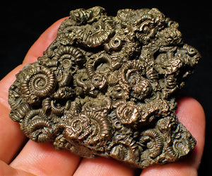 Full pyrite multi-ammonite fossil (64 mm)