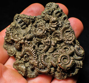Full pyrite multi-ammonite fossil (64 mm)