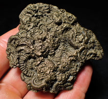 Load image into Gallery viewer, Full pyrite multi-ammonite fossil (64 mm)
