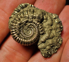 Load image into Gallery viewer, Crucilobiceras pyrite ammonite (33 mm)
