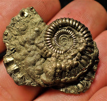 Load image into Gallery viewer, Crucilobiceras pyrite ammonite (33 mm)
