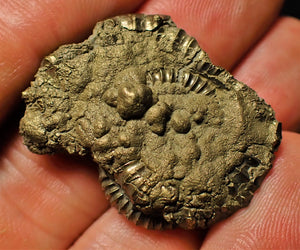 Crucilobiceras pyrite ammonite (33 mm)