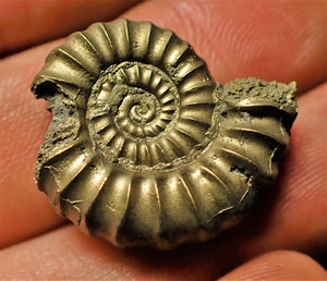 Large <em>Promicroceras pyritosum</em> ammonite (24 mm)
