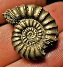 Load image into Gallery viewer, Large &lt;em&gt;Promicroceras pyritosum&lt;/em&gt; ammonite (24 mm)
