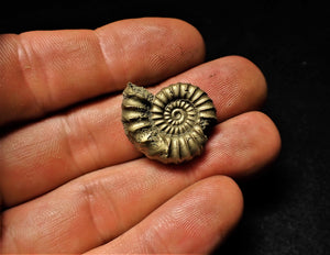 Large <em>Promicroceras pyritosum</em> ammonite (24 mm)