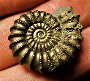 Huge <em>Promicroceras pyritosum</em> ammonite (26 mm)