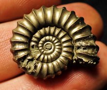 Load image into Gallery viewer, Huge &lt;em&gt;Promicroceras pyritosum&lt;/em&gt; ammonite (26 mm)

