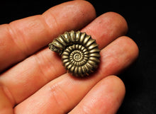 Load image into Gallery viewer, Huge &lt;em&gt;Promicroceras pyritosum&lt;/em&gt; ammonite (26 mm)
