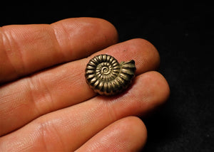 <em>Promicroceras pyritosum</em> ammonite (20 mm)