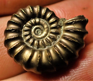 <em>Promicroceras pyritosum</em> ammonite (21 mm)