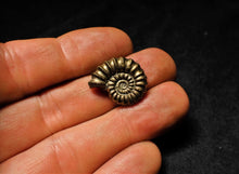 Load image into Gallery viewer, &lt;em&gt;Promicroceras pyritosum&lt;/em&gt; ammonite (21 mm)

