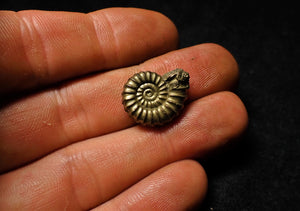 <em>Promicroceras pyritosum</em> ammonite (19 mm)