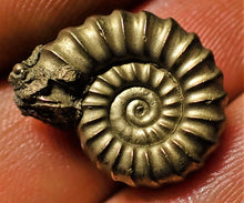 Load image into Gallery viewer, &lt;em&gt;Promicroceras pyritosum&lt;/em&gt; ammonite (19 mm)
